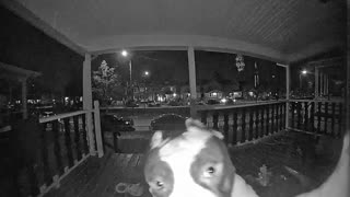 Dog Rings the Doorbell to Come Inside