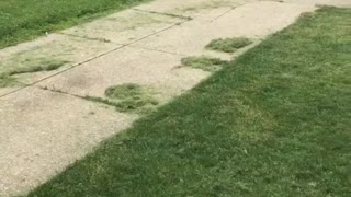 Cops Called On Kids Mowing Lawn