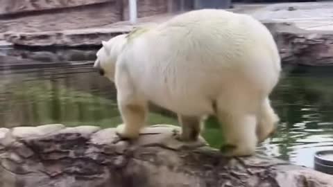 A swimming polar bear.