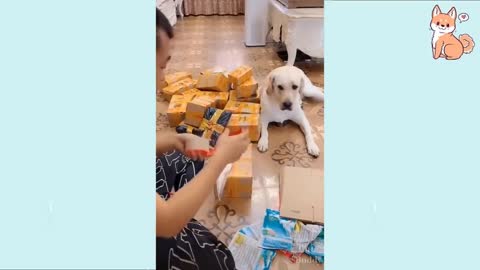 You will laugh at all the DOGS 🤣 Funny DOG Videos 😂🐶