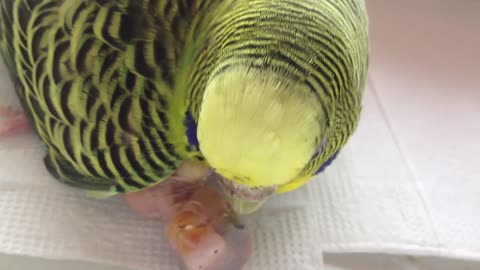 Cute parrot feeding its baby