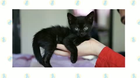 Bombay cat 101 how to take care your cat