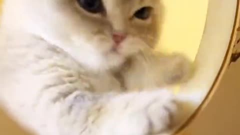 Cute cats video compilation 31