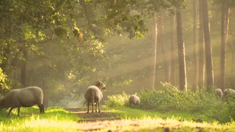 beautiful sheep or dawn