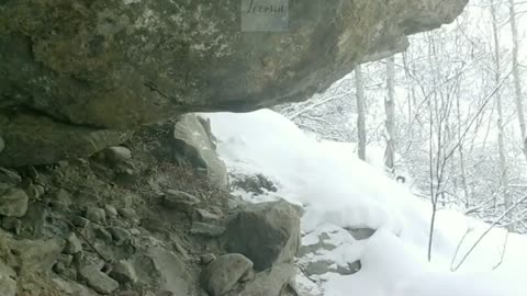 Very rare footage of snow leopard