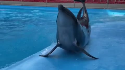 Sometimes skating gets better 🐬 🐬 🐬