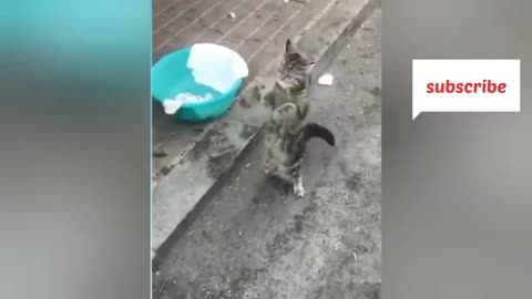 Dancing cat||funny||cute.