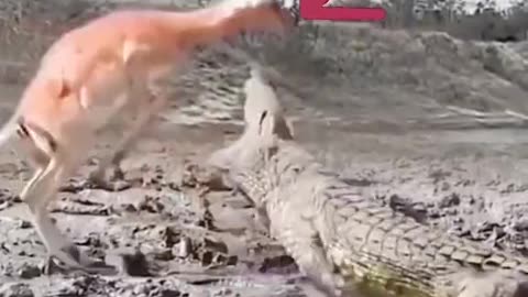 Crocodile attack leopard bhoflo,