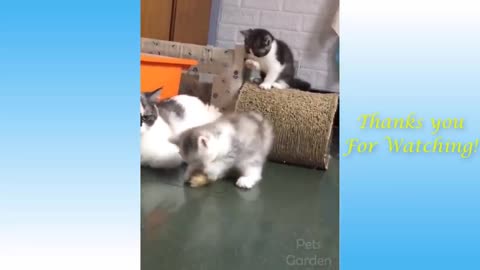 Cute Pets And Funny Animals Compilation no1..