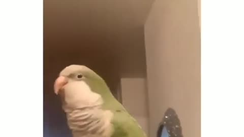 the parrot has the moves