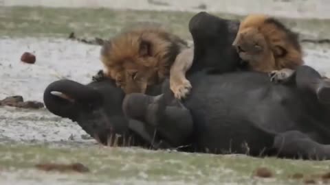 Savage Predators: Dog-Like Lions Feast on a Massive Elephant Carcass!