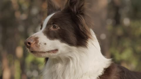 Smiling Dog || Cute and Beautiful Dog || Best Dog Smiling Movement