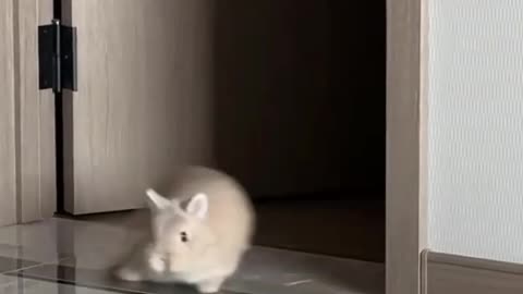 Funny Cat and Rabbit.