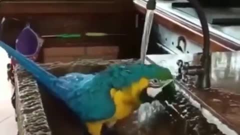 Clever Parrot
