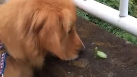 When a puppy sees a police dog, it also thinks the police are coming