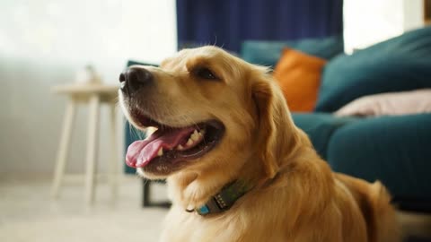 Golden retriever close-up. Obedient dog lying on floor in living room