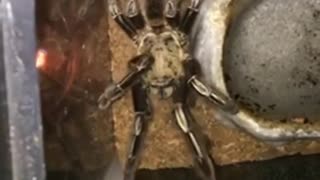 Collab copyright protection - tarantula walks to corner of cage
