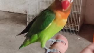 Small Parrot so Smart☺️ lovebird viral shortvideo