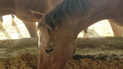 Horse in the compound love Kids love Horse