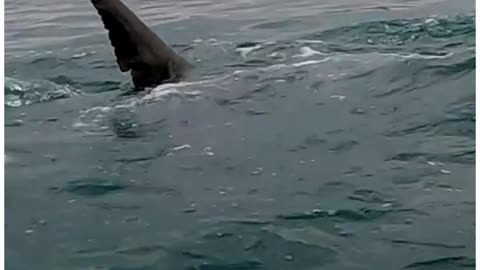 Big Great White Above The Surface In South Africa 😱