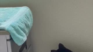 Adopting a Cat from a Shelter Vlog - Cute Precious Piper Opens Her Spa in the Morning #shorts