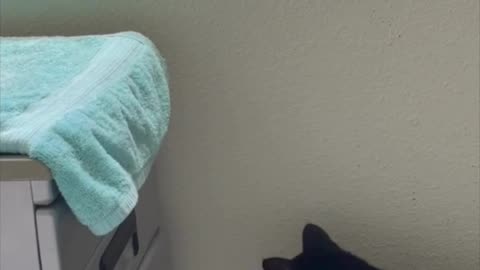 Adopting a Cat from a Shelter Vlog - Cute Precious Piper Opens Her Spa in the Morning #shorts