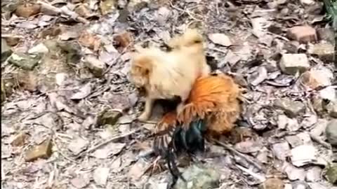 Chicken Vs Dog Fight - Funny Video!