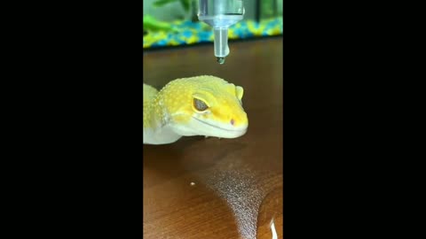 Waterproof gecko 🦎 💦