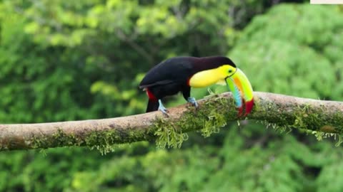 Jewel of the Jungle: the Cross-billed Toucan