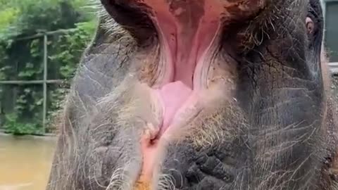 Elephant video