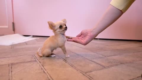 cute little puppy