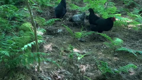 Forest Labyrinth Chickens 4