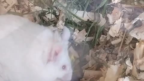 My niece's mouse likes dandelions ;-)
