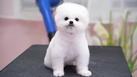 Why do dogs need haircuts? It is believed that a dog should be sheared twice a year.