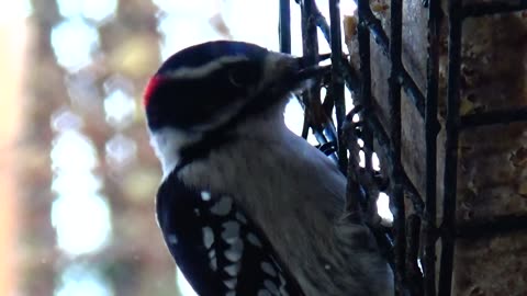 Downy Woodpecker