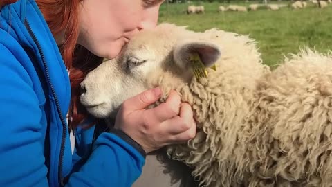 Sheep Sisters Act Just Like Big Dogs - FRIA & EIRA | The Dodo