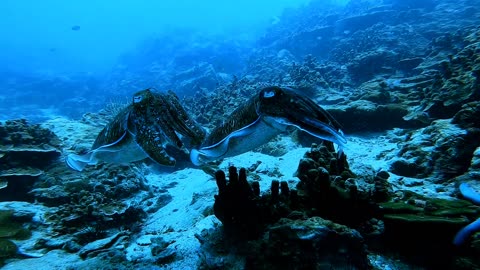 Beautiful Squid 🤩😱