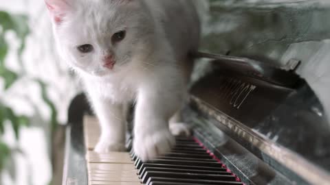 Kitten on piano