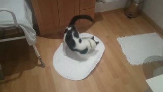 Spinning cat