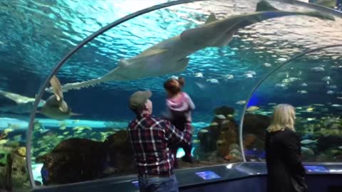 Funny Kids at the Aquarium Girl SPOOKED By A Beluga Whale_1080p