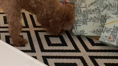 Dog opens Christmas present