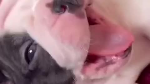 Beautiful dog 🐶 trending video