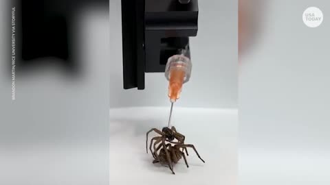 Researchers Re-animate dead spiders | USA TODAY