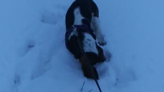 Zoomies in the snow
