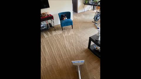 All Year Carpet Cleaning - (562) 658-9841