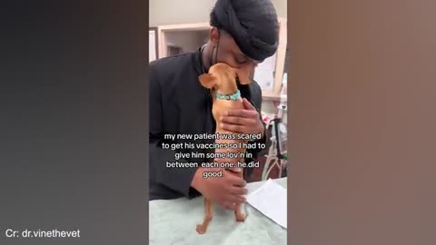 When your dog found comfort in the vet's embrace 🐶 Funniest Dog Reaction