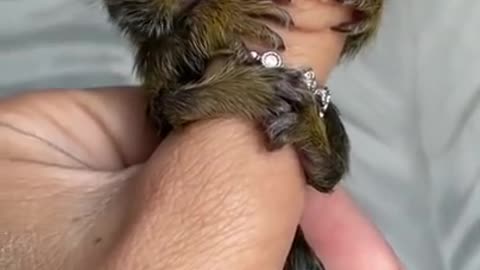 AWN.. PRETTY FINGER MONKEY