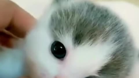 Cute Kitten in the Universe 😍 WILL MELT YOUR HEART