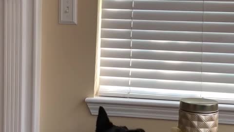 Hilarious Dogs Discover Their First Fly