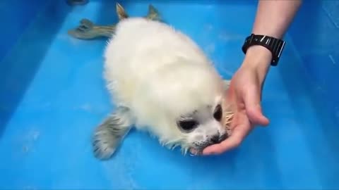 Cute seal first time learning to swim